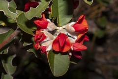 Gastrolobium leakeanum