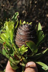 Leucadendron platyspermum