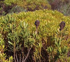 Leucadendron platyspermum