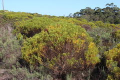 Leucadendron platyspermum