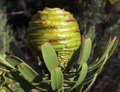 Leucadendron platyspermum