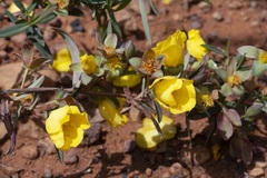 Hibbertia cunninghamii