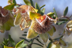 Pimelea suaveolens