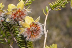 Pimelea suaveolens