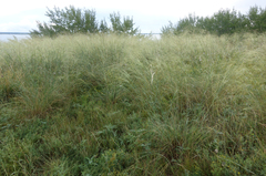 Stipa capillata