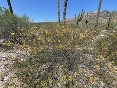 Erythrostemon placidus