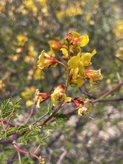 Erythrostemon placidus