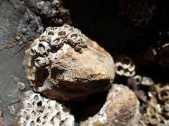 Cellana ornata