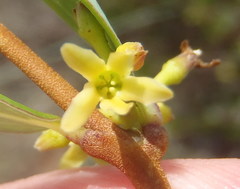 Cryptolepis oblongifolia