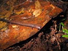 Pacific Worm Salamander photo 4