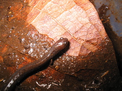Pacific Worm Salamander photo 3