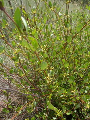 Cryptolepis oblongifolia