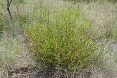 Cryptolepis oblongifolia