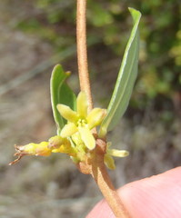 Cryptolepis oblongifolia