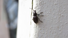 Naupactus tremolerasi