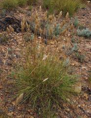 Pentameris curvifolia