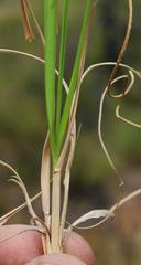 Pentameris curvifolia