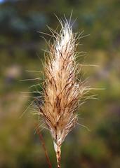 Pentameris curvifolia