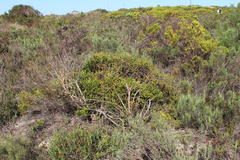 Protea subulifolia