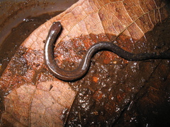 Pacific Worm Salamander photo 2