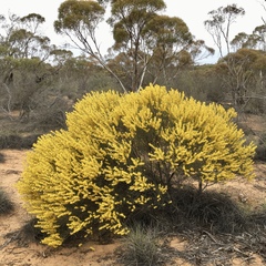 Acacia rigens