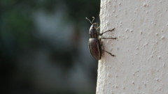 Naupactus tremolerasi