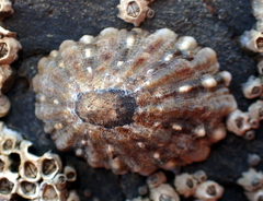Cellana ornata