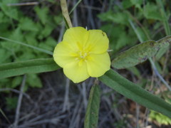 Melhania prostrata