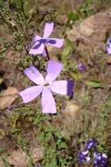 Jamesbrittenia macrantha