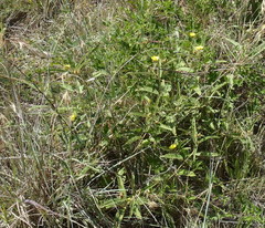 Melhania prostrata