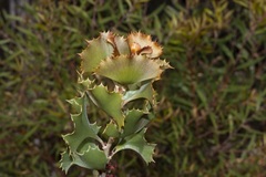 Hakea baxteri