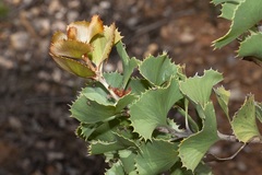 Hakea baxteri
