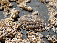 Cellana ornata