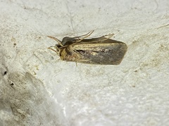 Ochropleura implecta