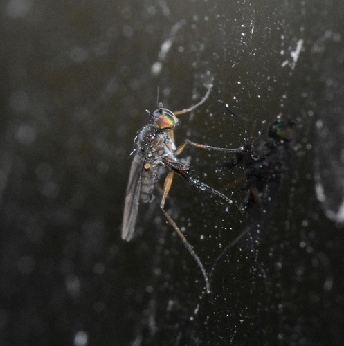 Campsicnemus philoctetes