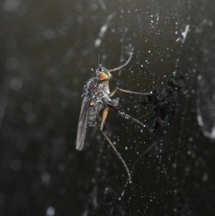 Campsicnemus philoctetes