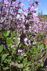 Syncolostemon thorncroftii