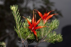 Lambertia ericifolia