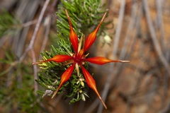 Lambertia ericifolia