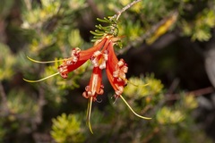 Lambertia ericifolia