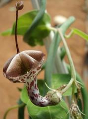 Ceropegia haygarthii