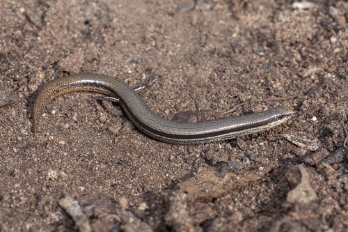 South-western Orange-tailed Slider, Lerista distinguenda