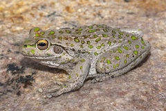 Ranoidea cyclorhynchus