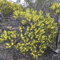 Acacia hakeoides