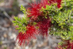 Melaleuca cyrtodonta