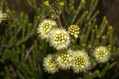Melaleuca densa