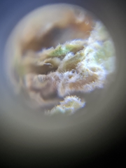 Phyllocoptruta coryli