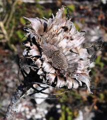 Protea longifolia