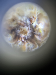 Phyllocoptruta coryli