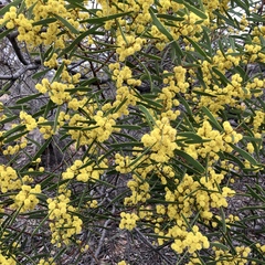 Acacia hakeoides
